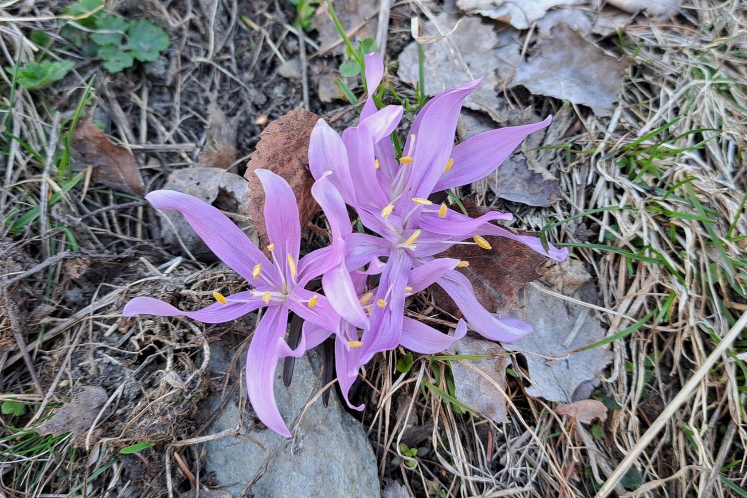 31.03.2025:  Die seltene Lichtblume [Colchicum bulbocodium], bei Visperterminen, VS