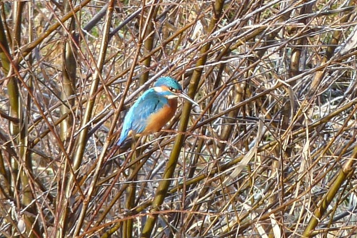 29.01.2024: Bünz AG, Eisvogel bei Bünzen