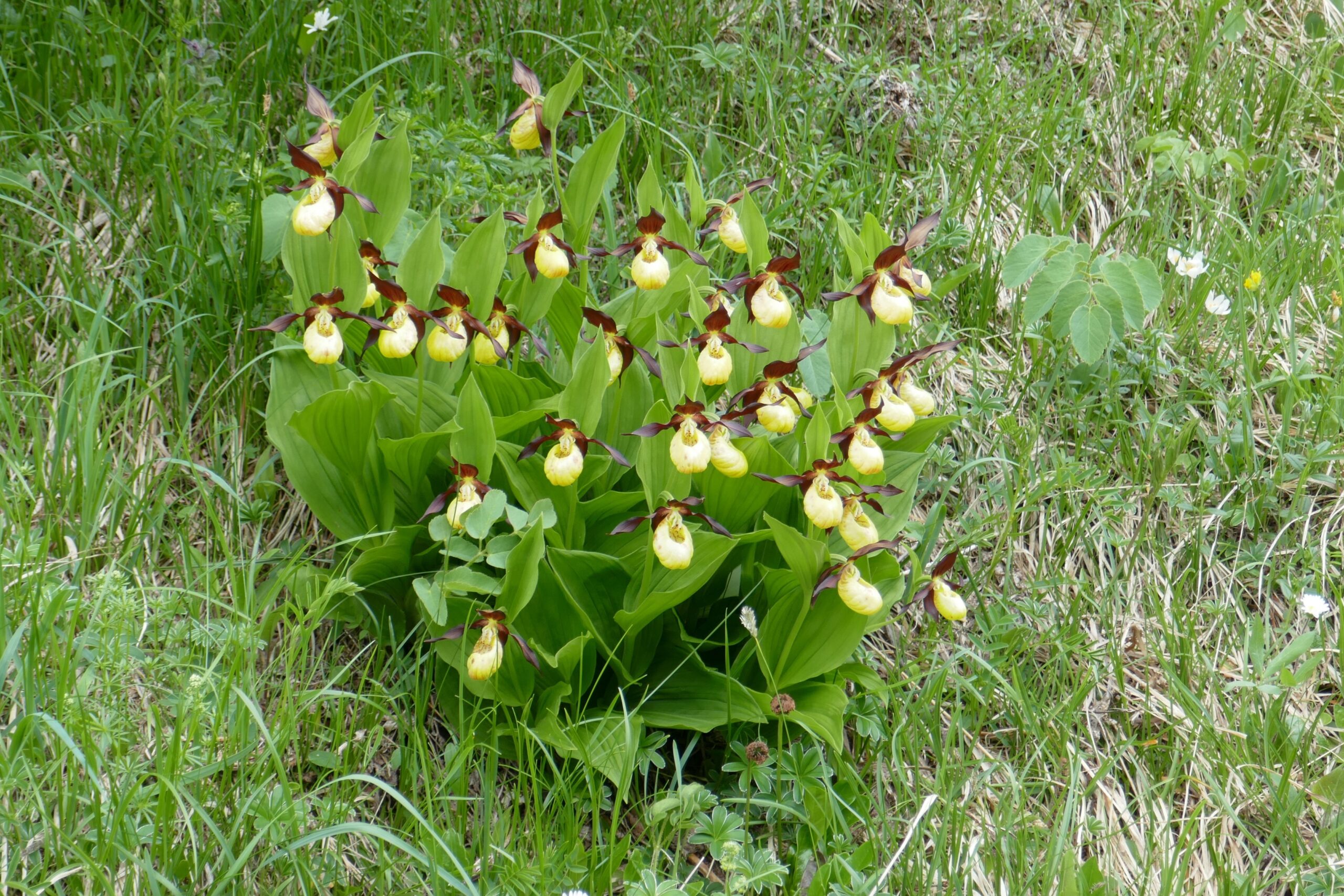 Dutzende Frauenschuhe [Cypripedium calceolus] an einem abgelegenen Ort im Kanton Uri