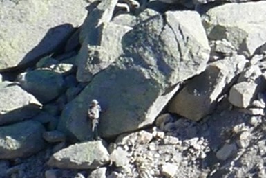 Christian Gilgen ist die labile, gefährliche Böschung hochgekraxelt. Im vorhergehenden Bild  ist er, als winziger Punkt, an der oberen Kante des steilen Hangs, am Fuss des hantelförmigen Blocks zu sehen