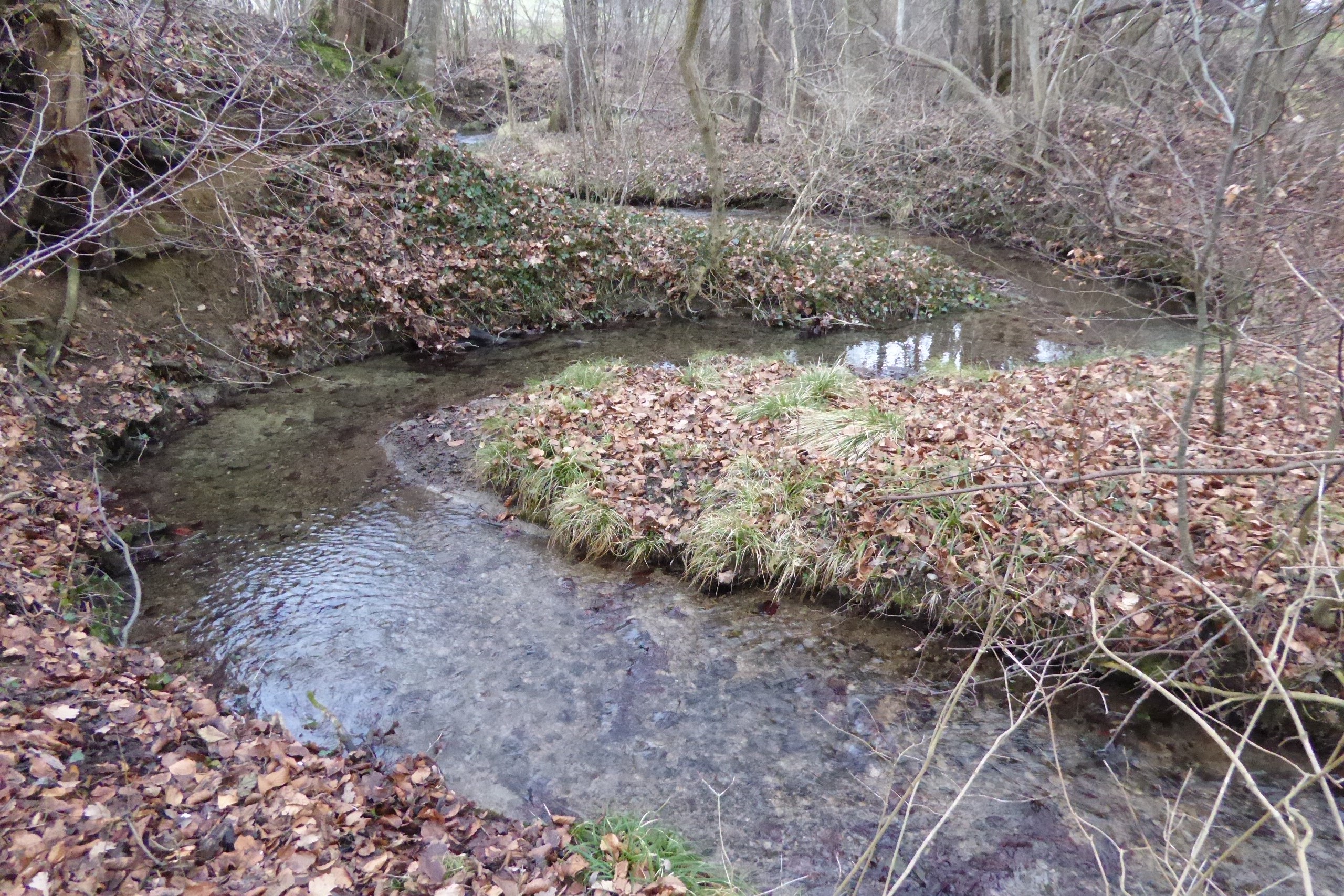 27.01.2016: Chesselbach, Glarsiegg TG, Der Bach fliesst hier völlig natürlich durch den schmalen Waldstreifen