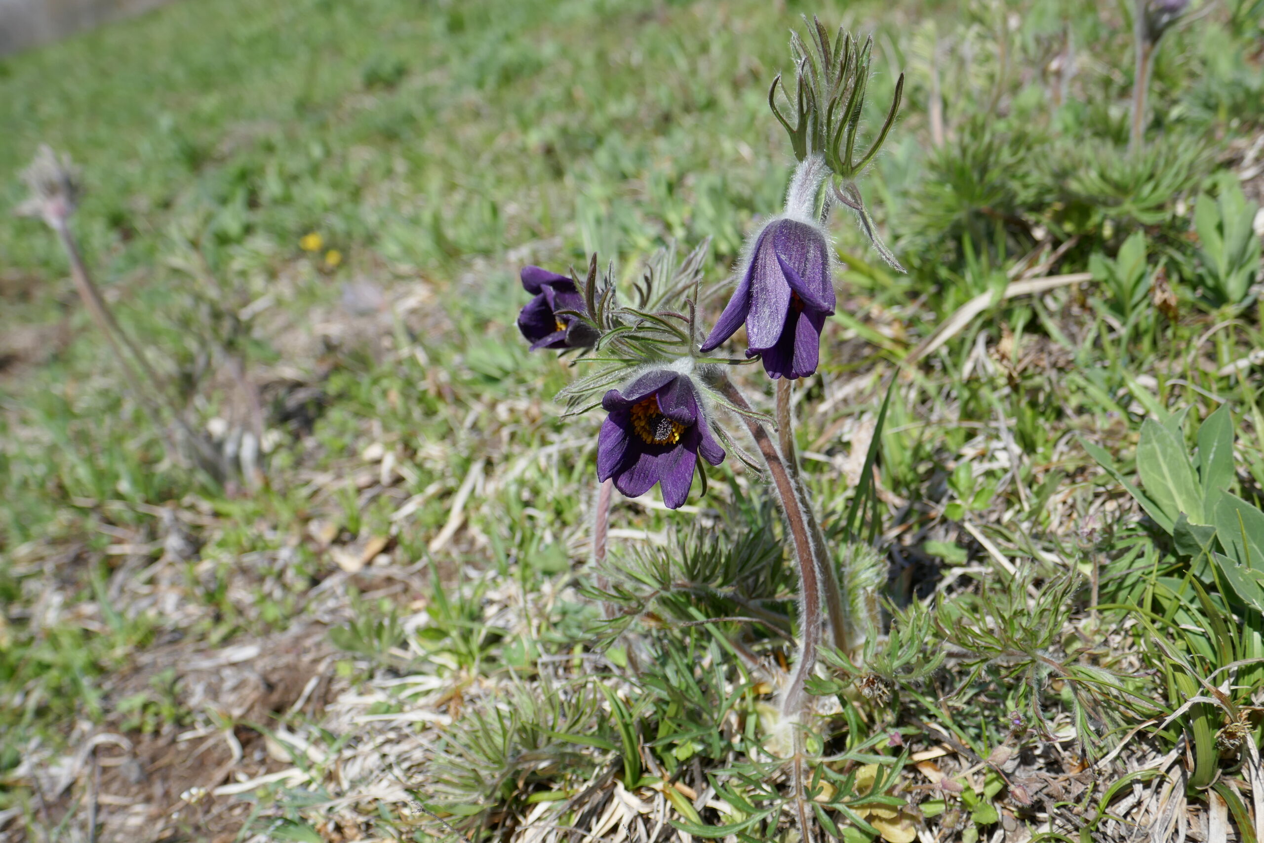 30.04.2019: Berg-Anemone [Pulsatilla montána], am Deischbach VS