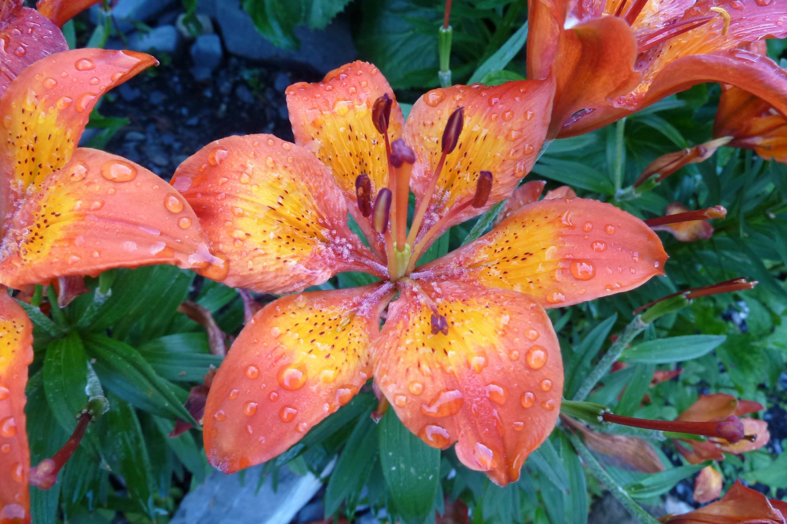 26.06.2014: Feuerlilien [Lilium bulbiferum] am frühen Morgen auf dem Stäfeli UR am Surenenpass, ca. 1400 m ü. M.