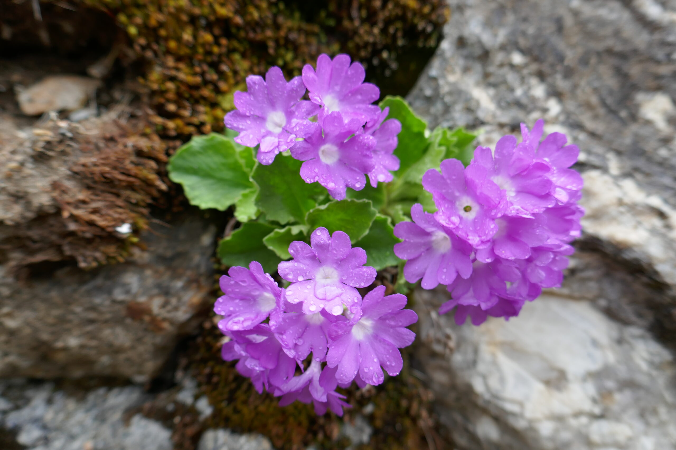 06.06.2019: Rote Felsen-Primeln [Primula hirsuta] am Lago Tremorgio TI (kalkarme Felsen)