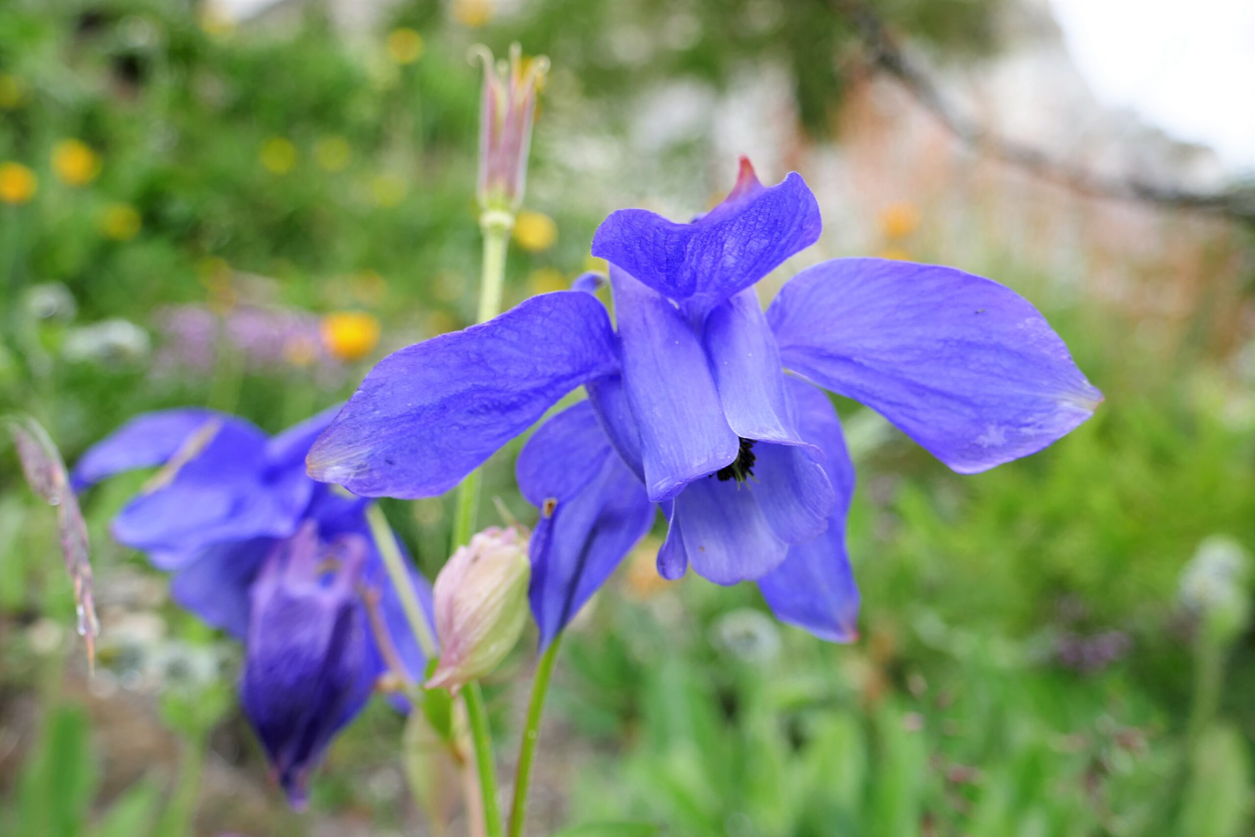 29.06.2020: Alpenakelei [Aquilegia alpina] am Ri Foch, Prato (Leventina) TI