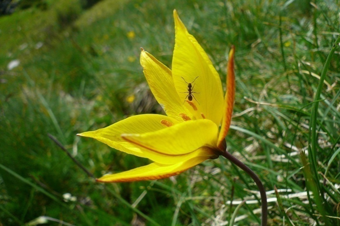 äusserst seltene Wildtulpe [Tulipa sylvestris subsp. australis (Link) Pamp.]  an einem neu entdeckten Standort im Tessin
