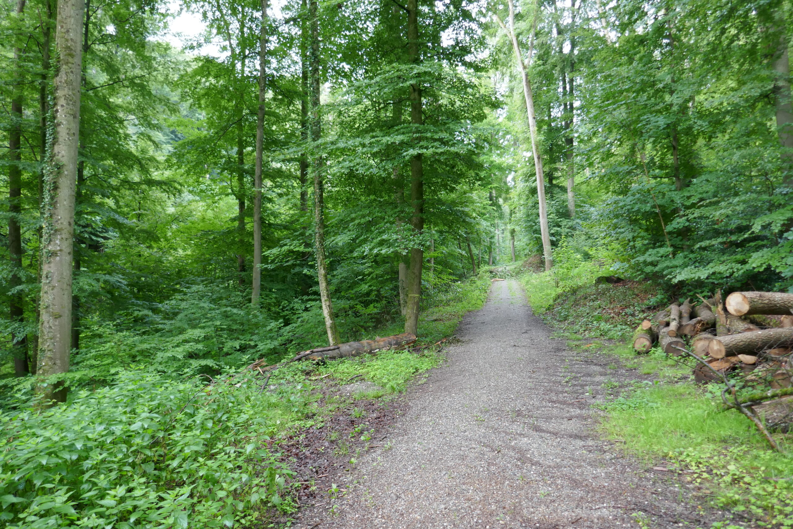 T1: Sagentobelbach ZH (19.06.2020). "Spazier- und Wanderweg" gut gebahnt, gelb markiert. Keine spezifischen Anforderungen