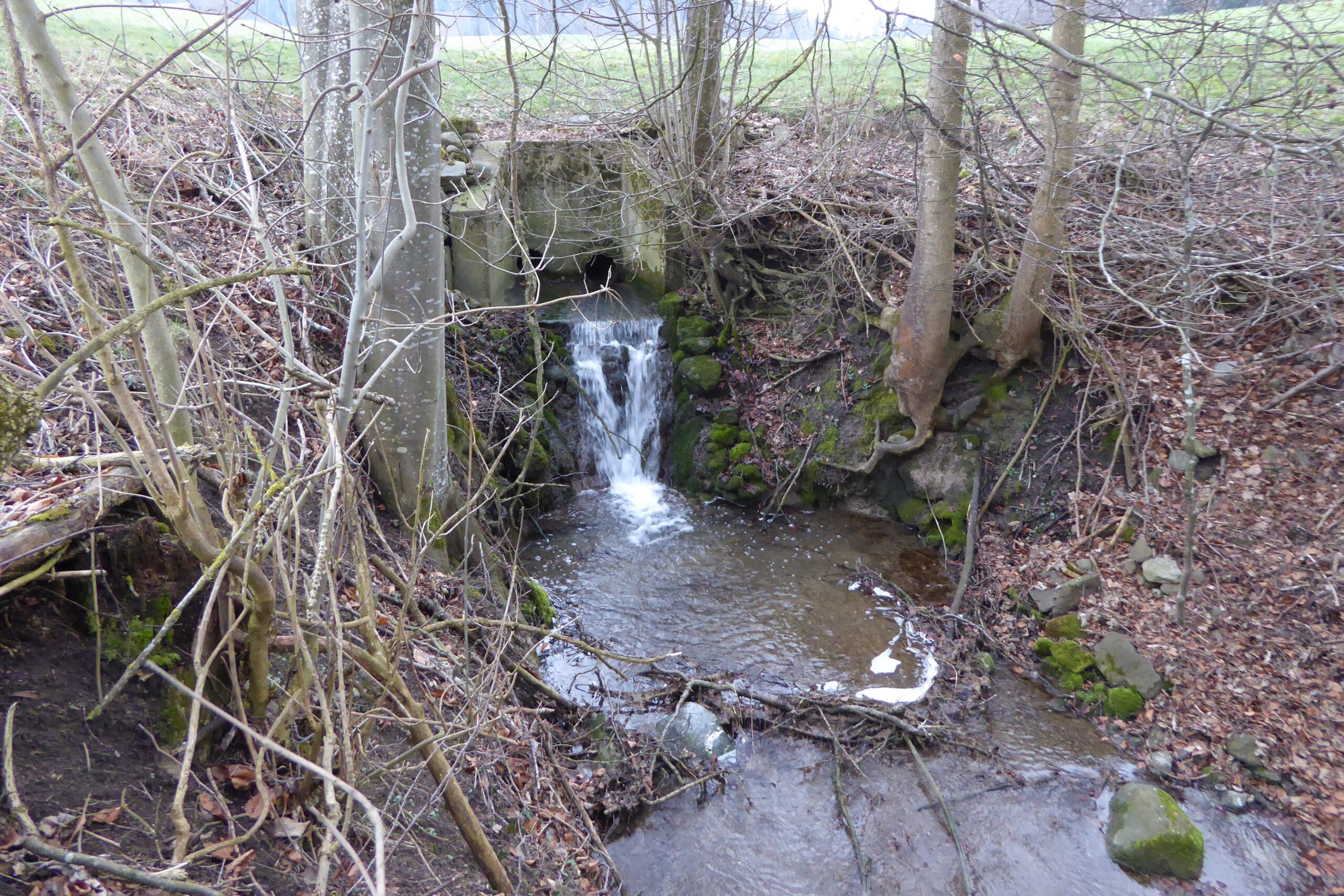 14.03.2016: Beginn des Speckbachs bei Steckborn TG, als Auslauf einer Eindolung